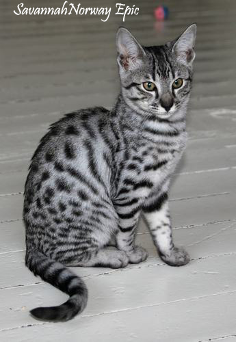 SavannahNorway Epic Silver spotted Savannah cat: Photo: Camilla Hesby Johnsen